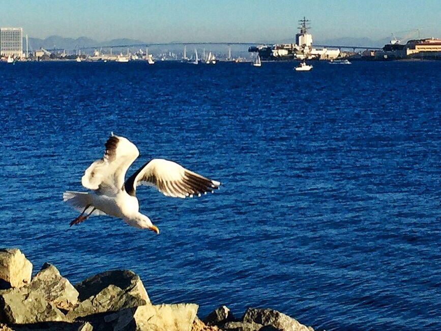 SEAGULL IN FLIGHT