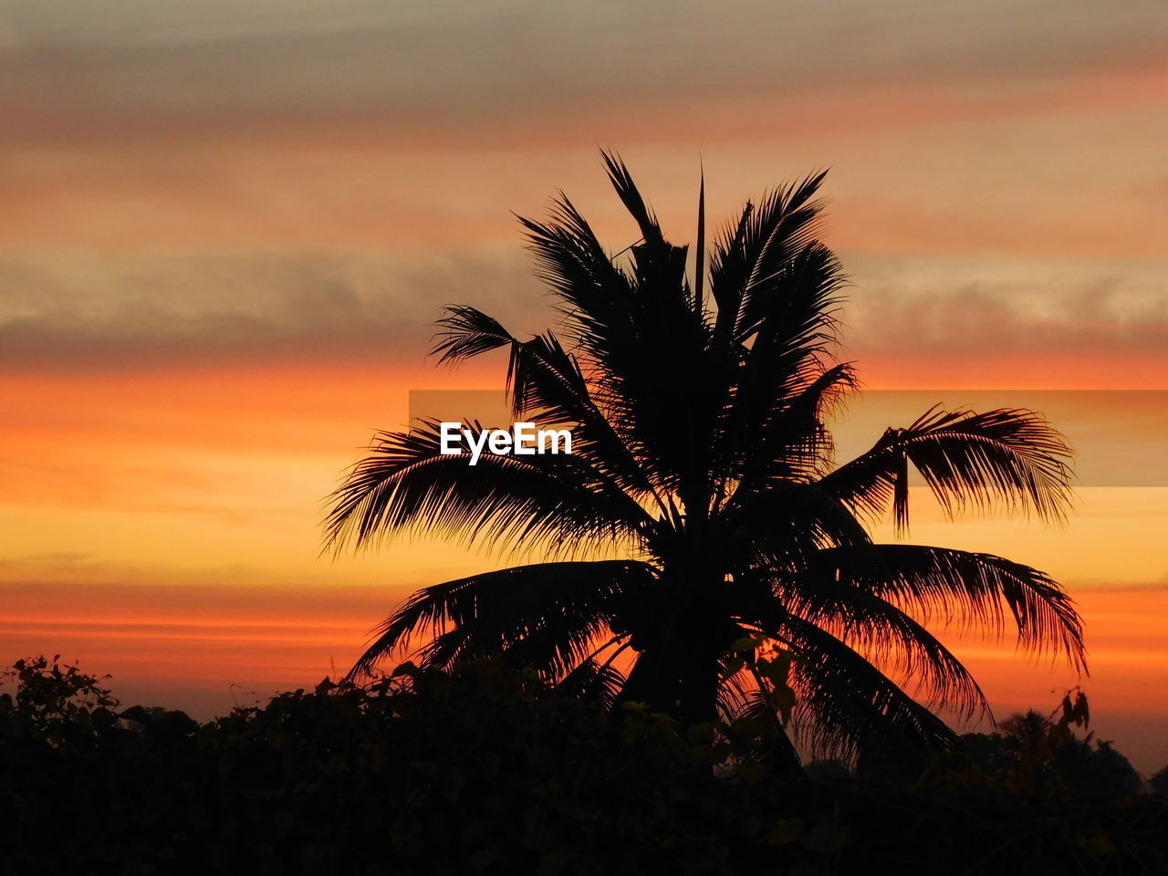 SILHOUETTE COCONUT PALM TREE AGAINST ROMANTIC SKY