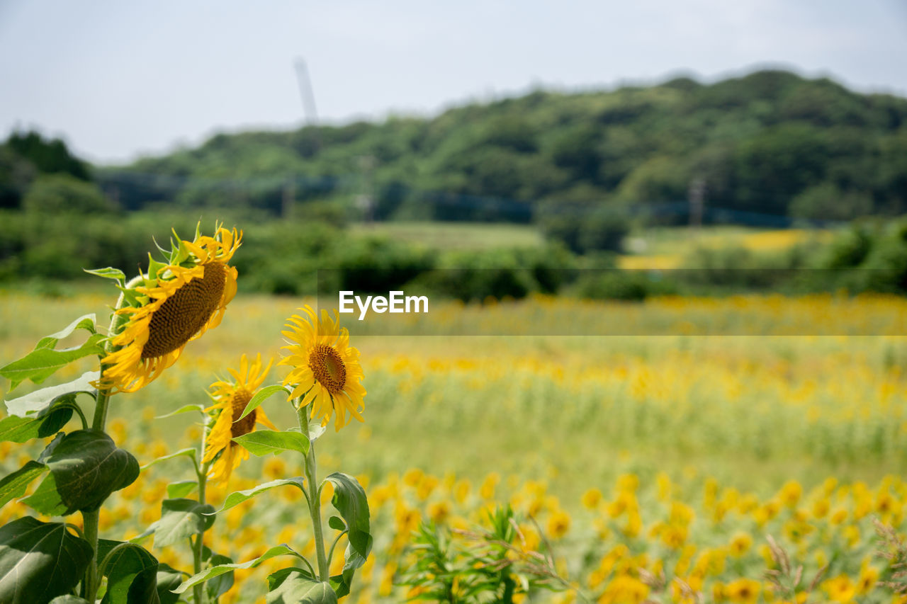 CLOSE-UP OF YELLOW FLOWERING PLANTS ON FIELD
