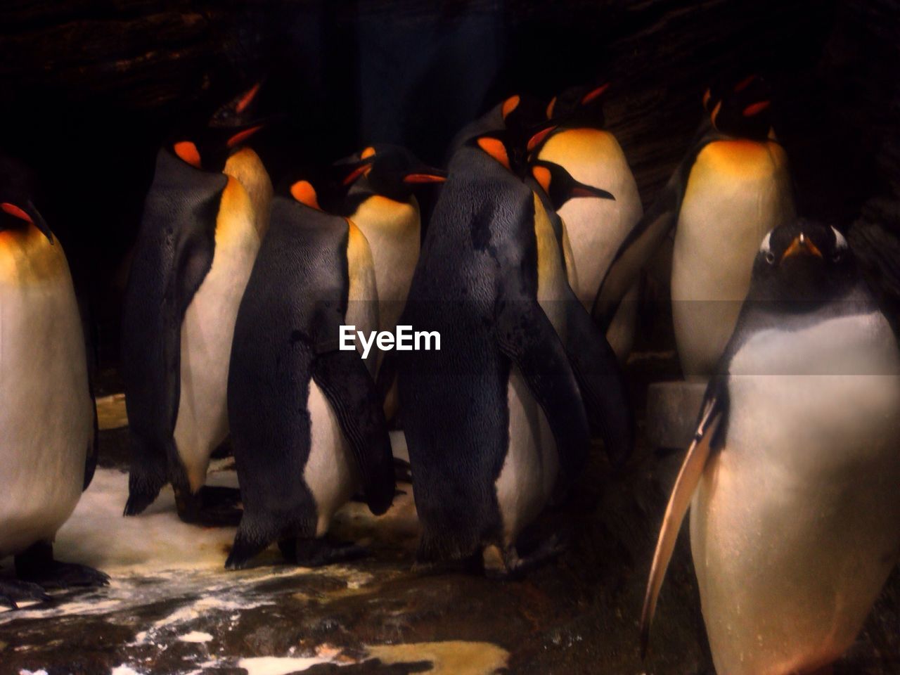 View of penguins standing together