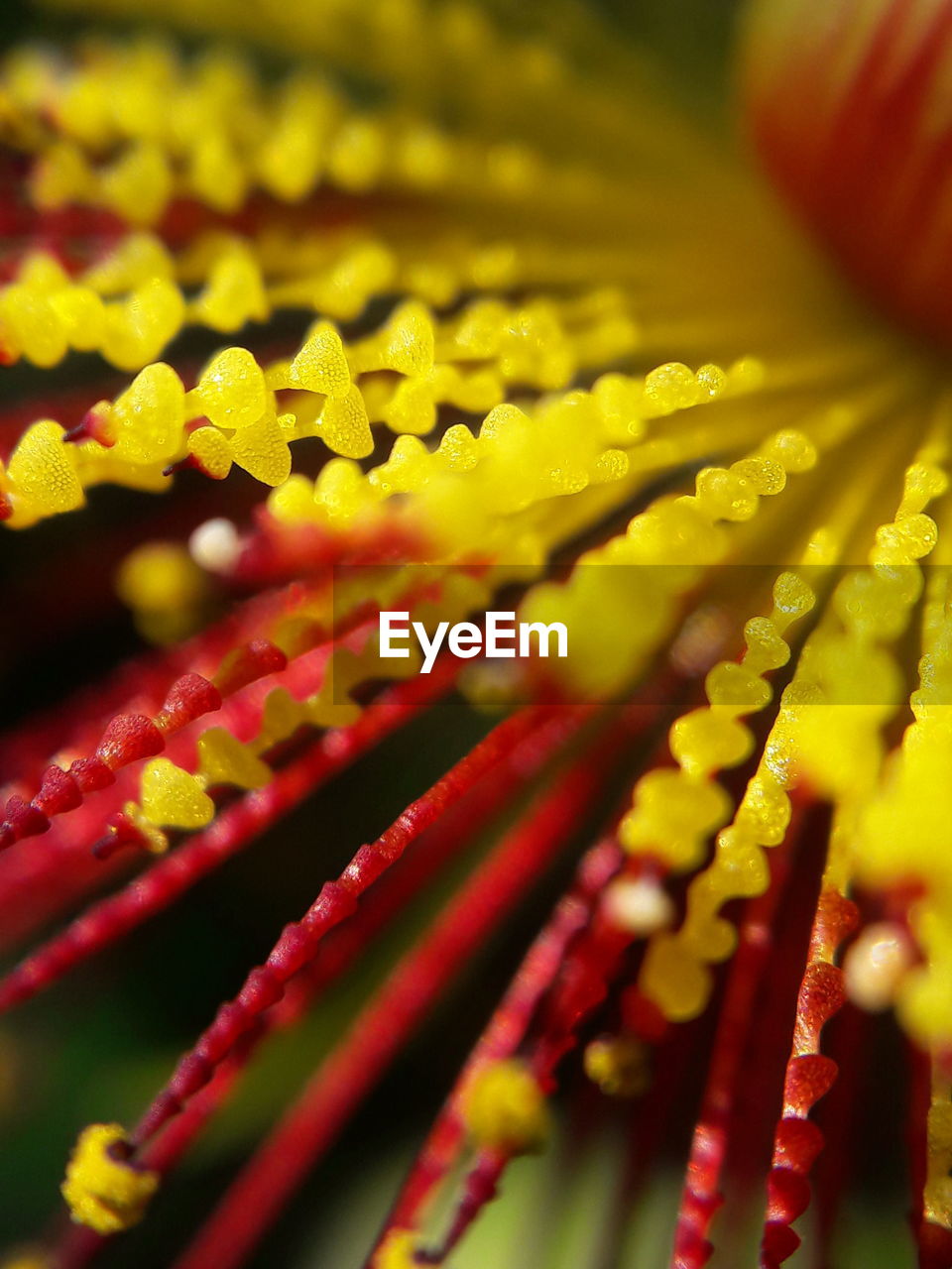 CLOSE-UP OF FLOWER HEAD