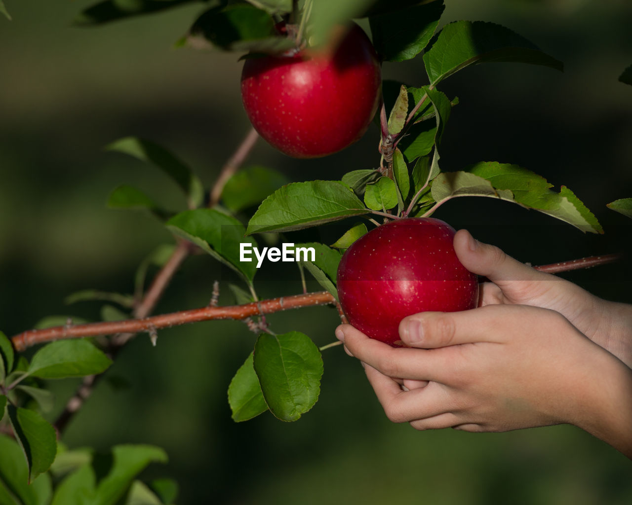 Close-up of cropped hand holding apple