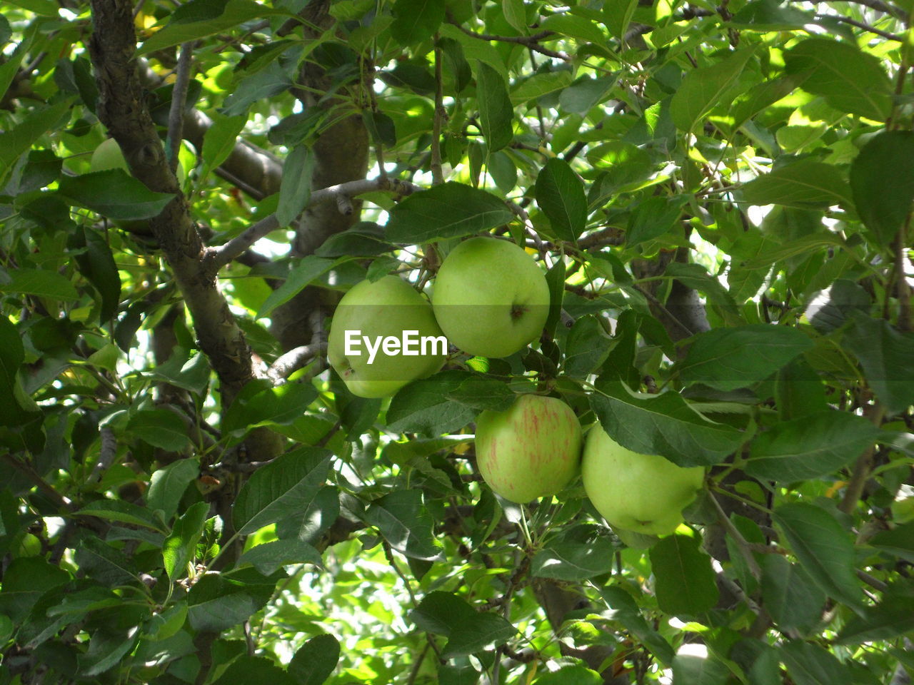 CLOSE-UP OF FRUITS ON TREE