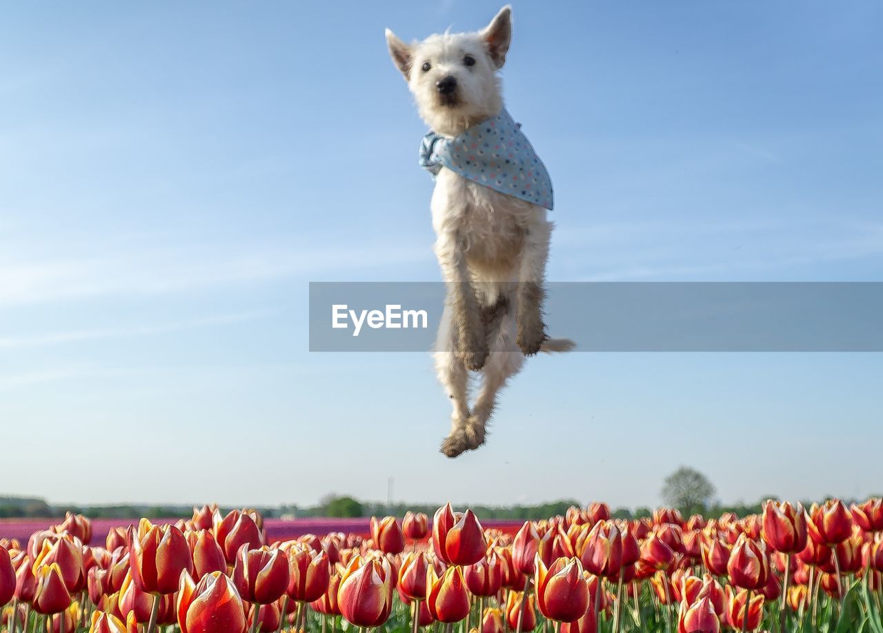 View of dog on field against sky