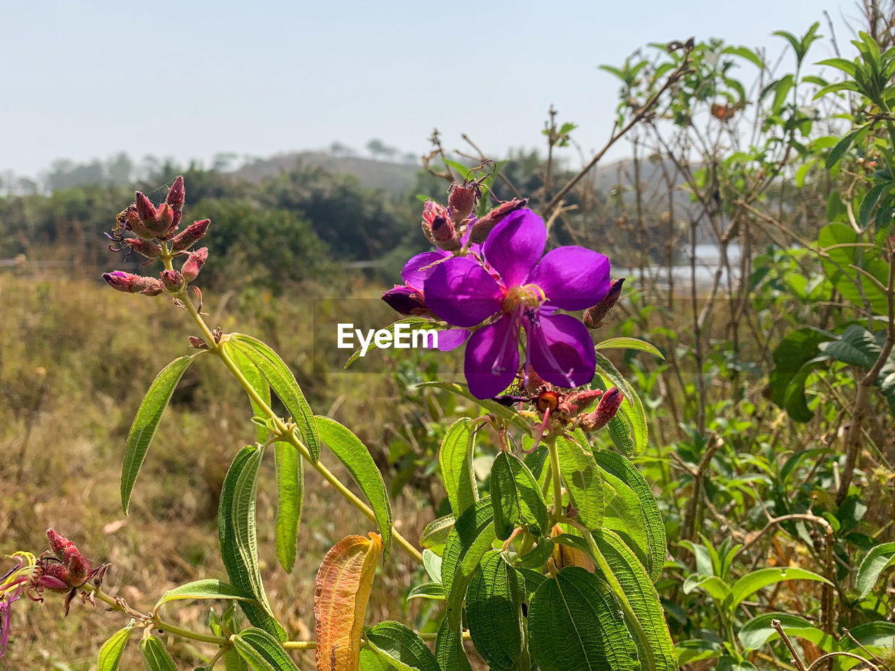 CLOSE-UP OF PINK FLOWERING PLANT ON LAND