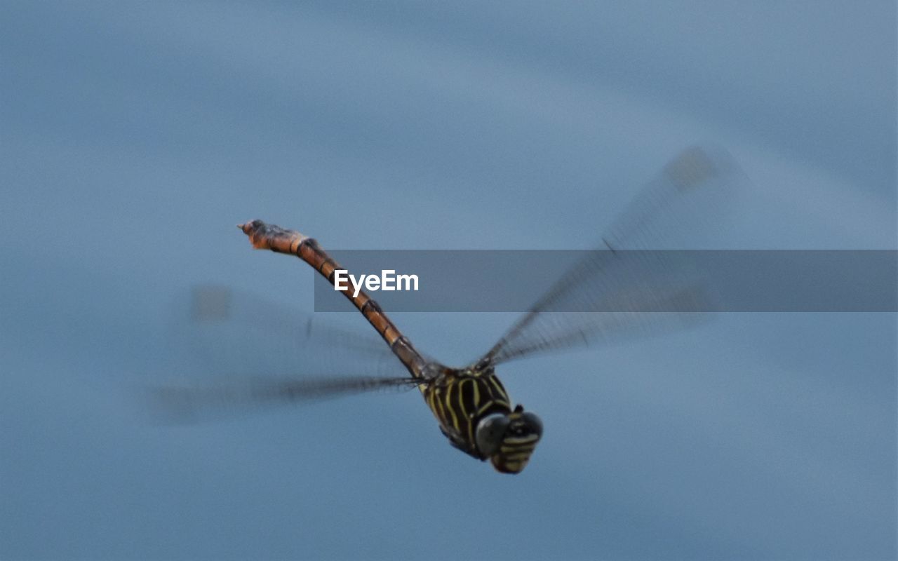 CLOSE-UP OF BUTTERFLY FLYING AGAINST SKY