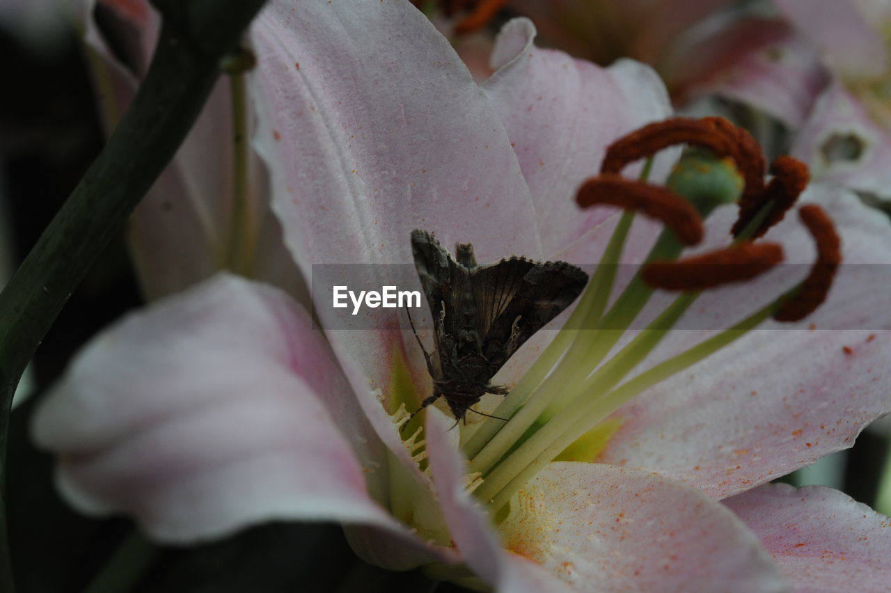 CLOSE-UP OF FLOWERS BLOOMING OUTDOORS