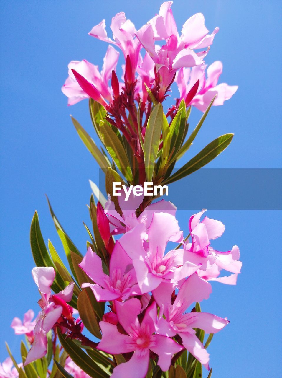 Close-up of pink flowering plant against clear sky