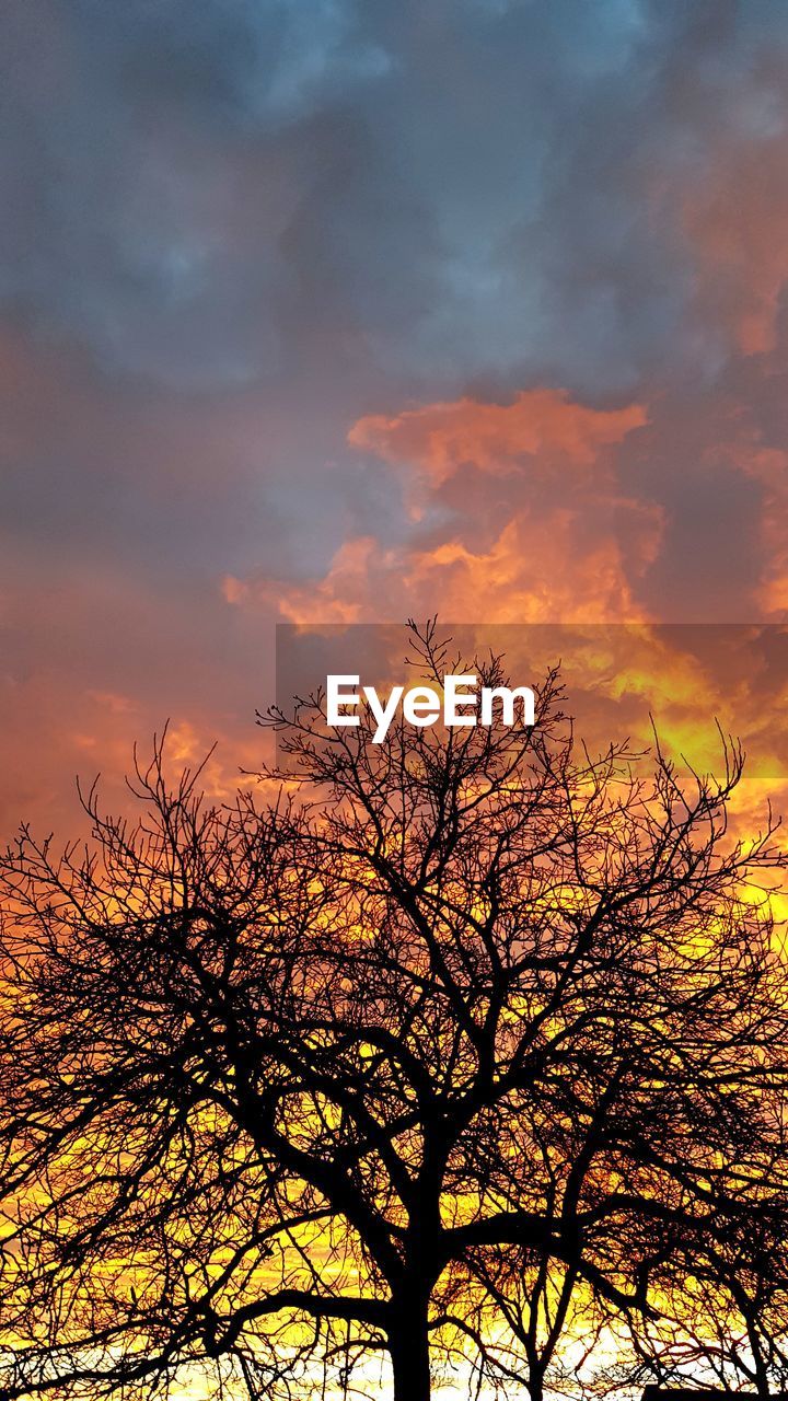 SILHOUETTE BARE TREE AGAINST ORANGE SKY