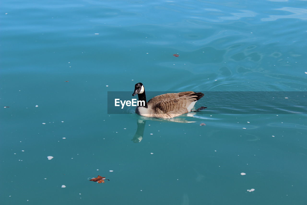 High angle view of canada goose swimming in lake