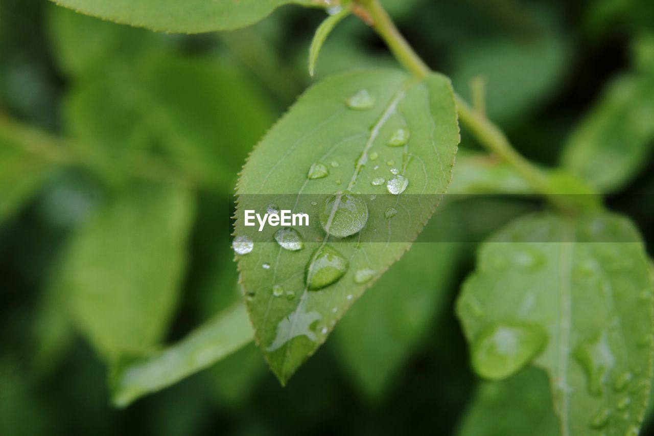 Close-up of drops on leaves