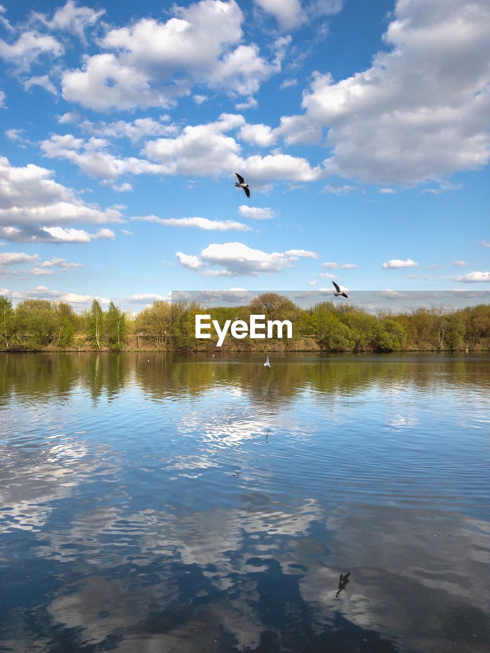 BIRD FLYING OVER LAKE AGAINST SKY