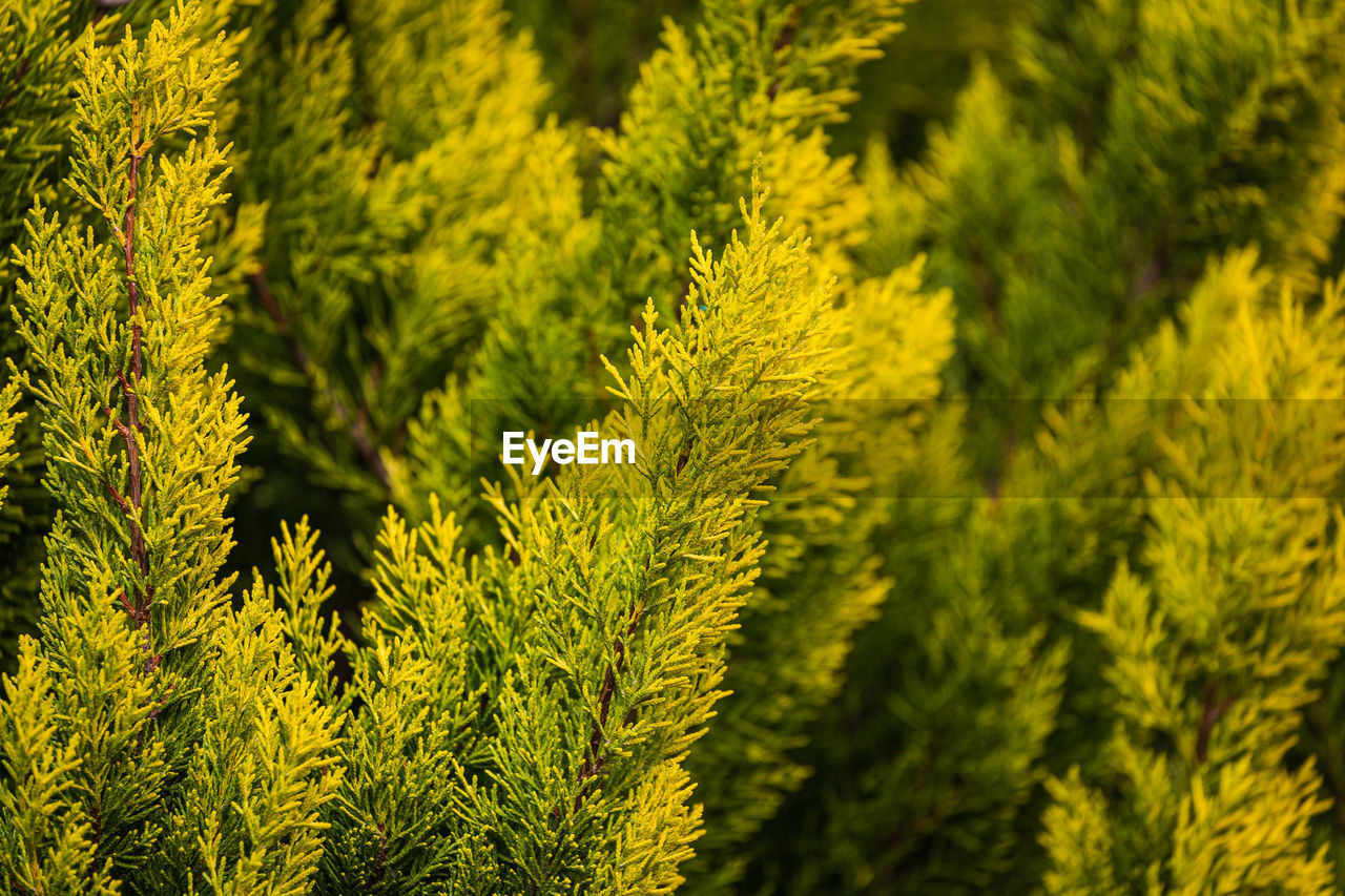 Close up of the bright green young coniferous branches on a green blurred background, soft focus