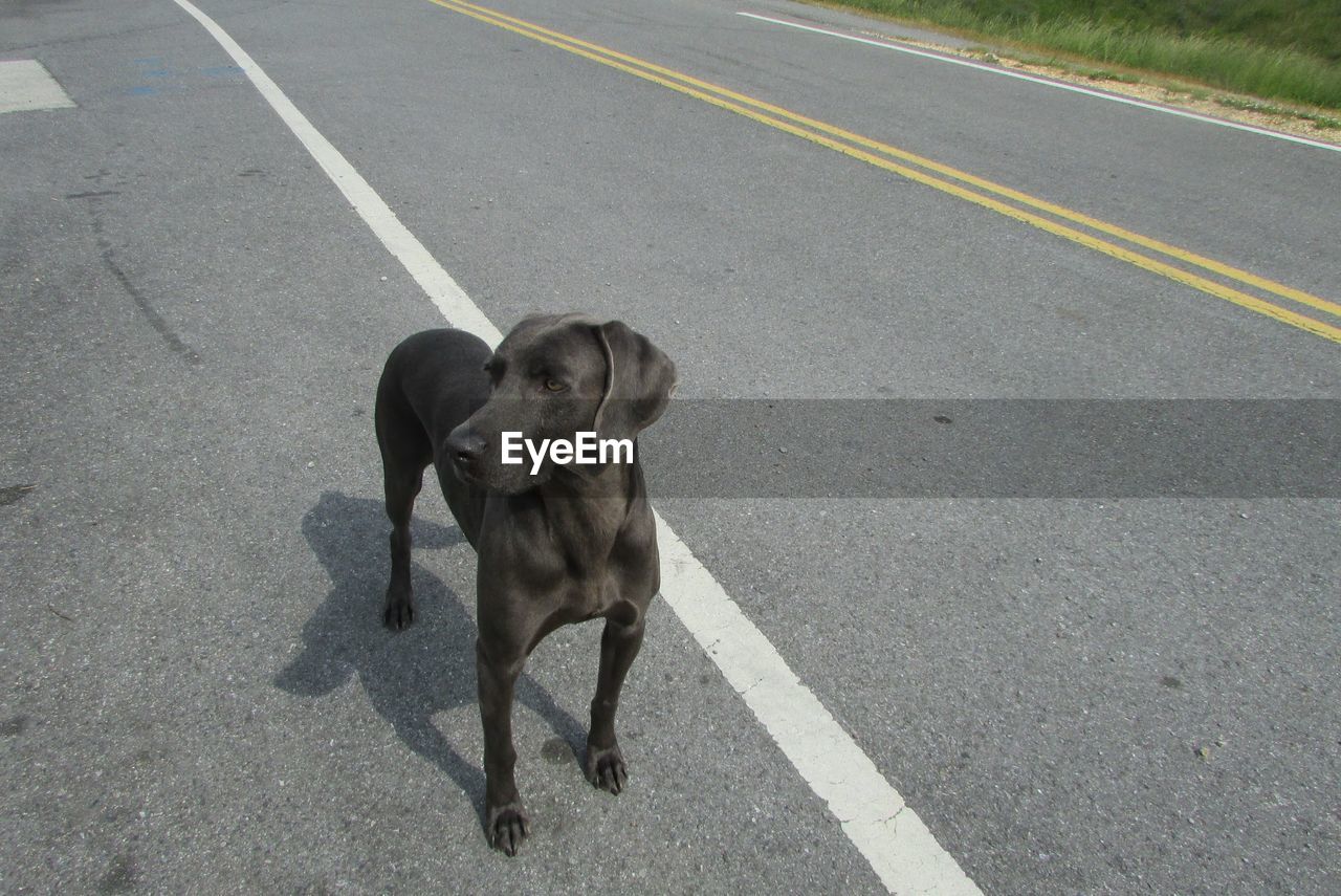 DOG STANDING IN ROAD