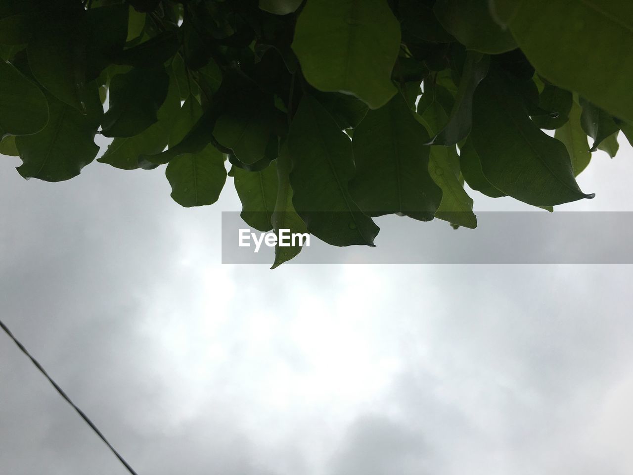 LOW ANGLE VIEW OF FRESH GREEN LEAVES AGAINST SKY