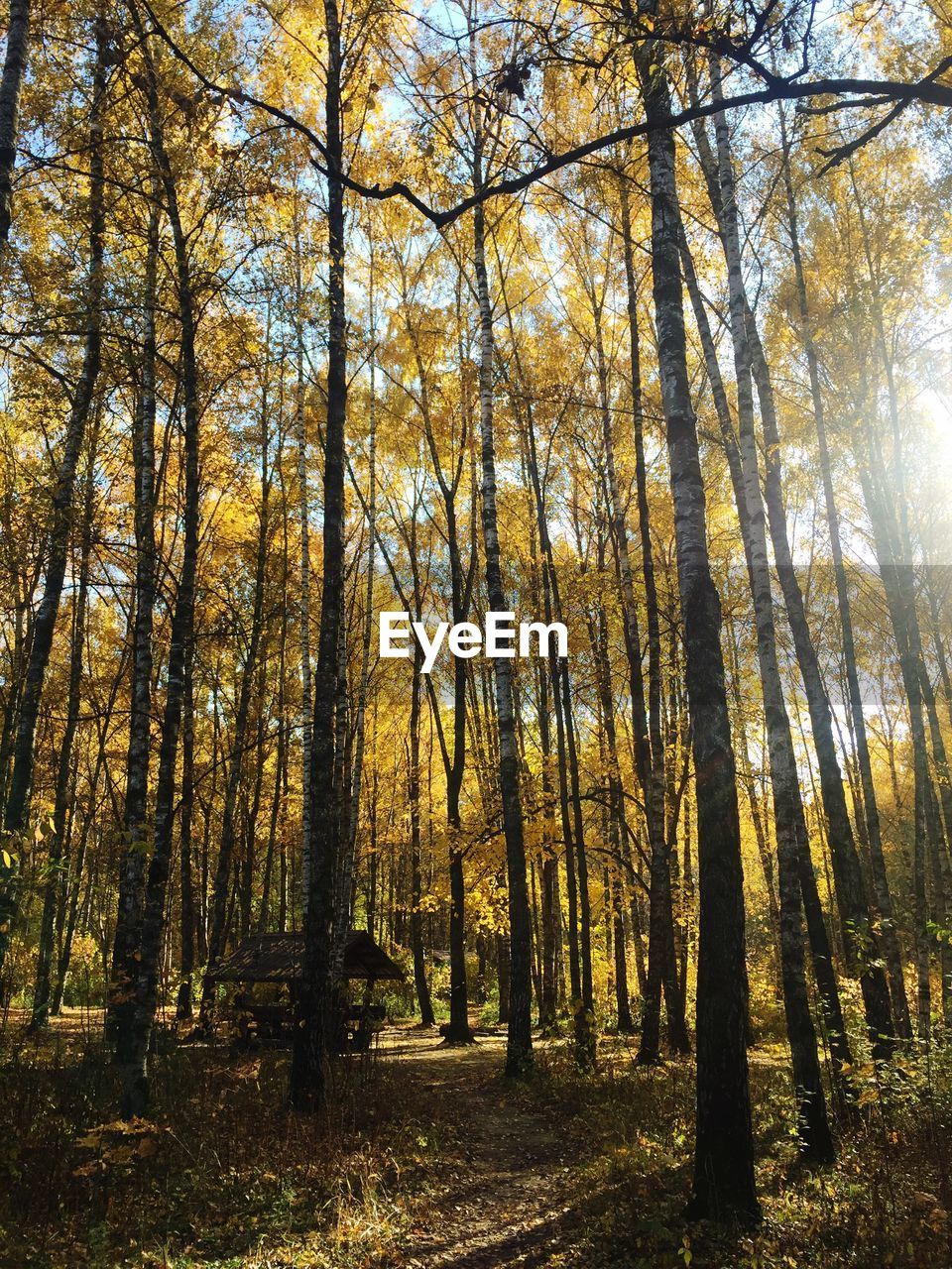 Trees in forest during autumn