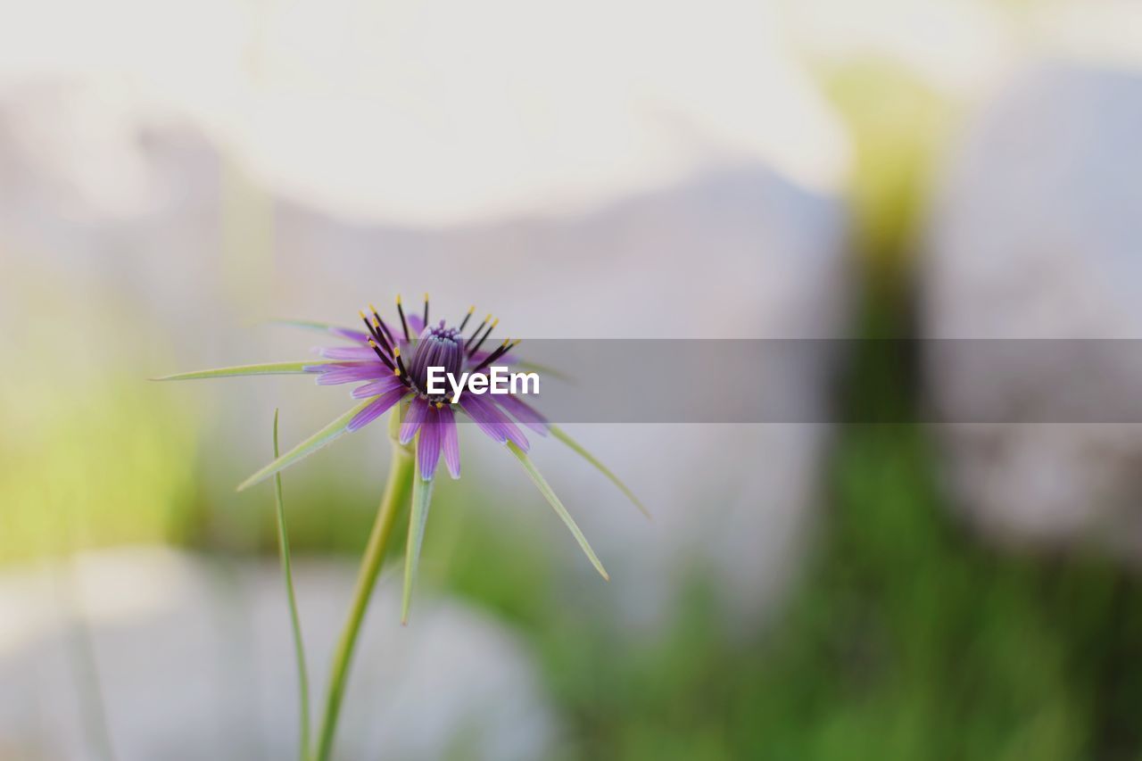 Close-up of purple flowering plant on field