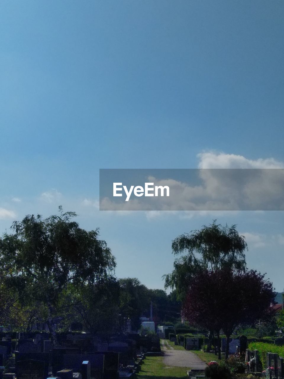 LOW ANGLE VIEW OF TREE AGAINST SKY