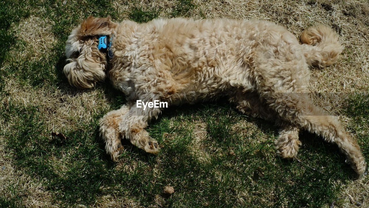 HIGH ANGLE VIEW OF A DOG LYING ON FIELD