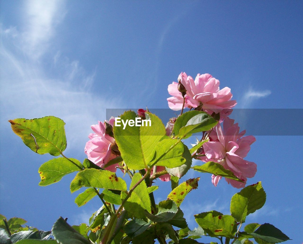 PINK FLOWERING PLANT AGAINST SKY