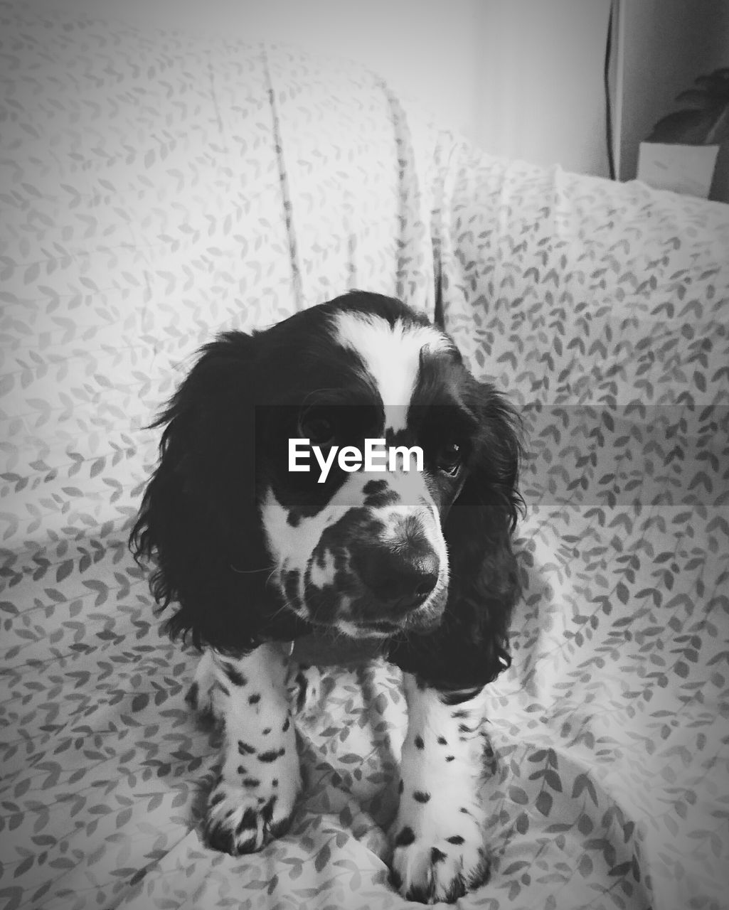 Close-up of dog sitting on sofa at home