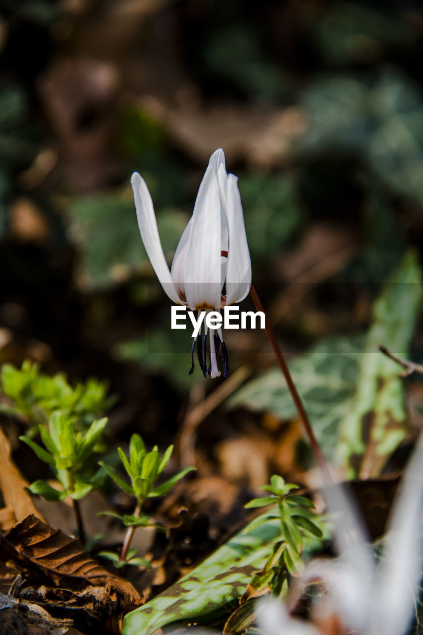 Close up of the flower erythronium dens-canis