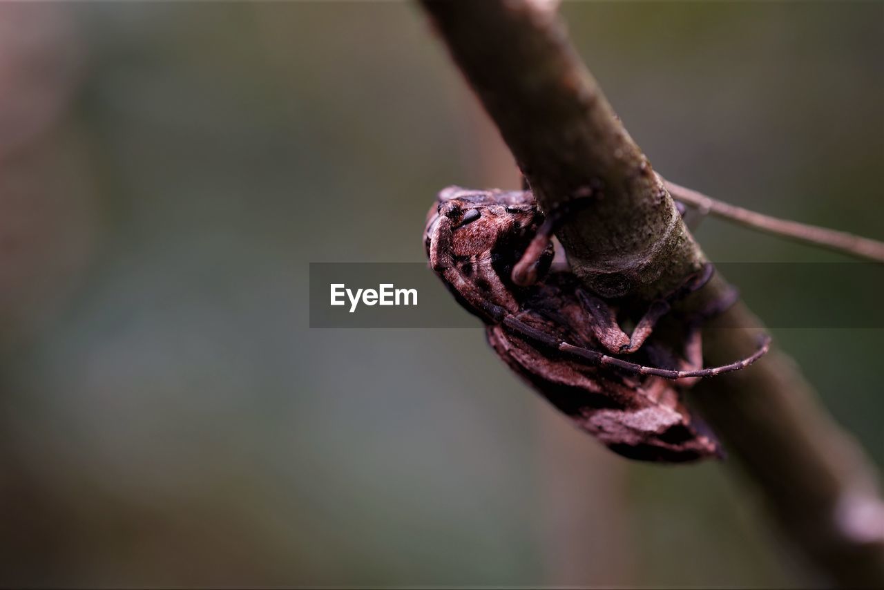 Close-up of longhorn beetle on the branch