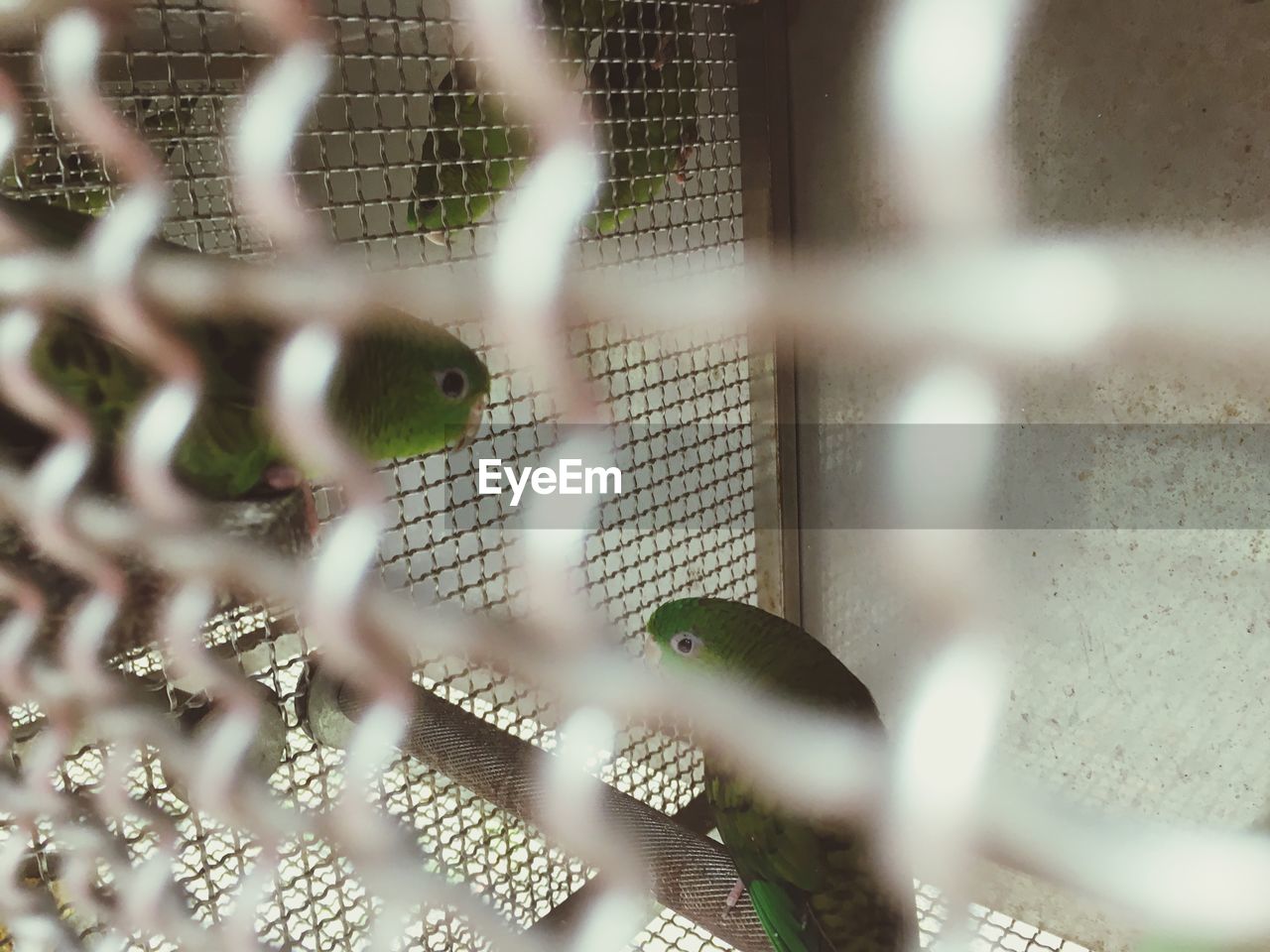 CLOSE-UP OF BIRD IN CAGE AT ZOO