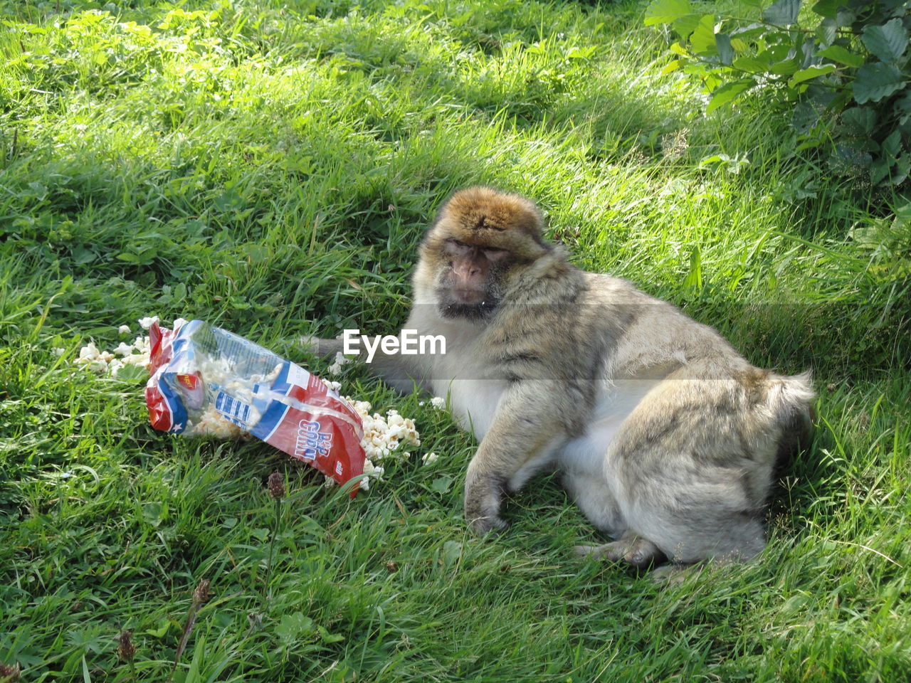 High angle view of fallen popcorns with monkey lying on grassy field