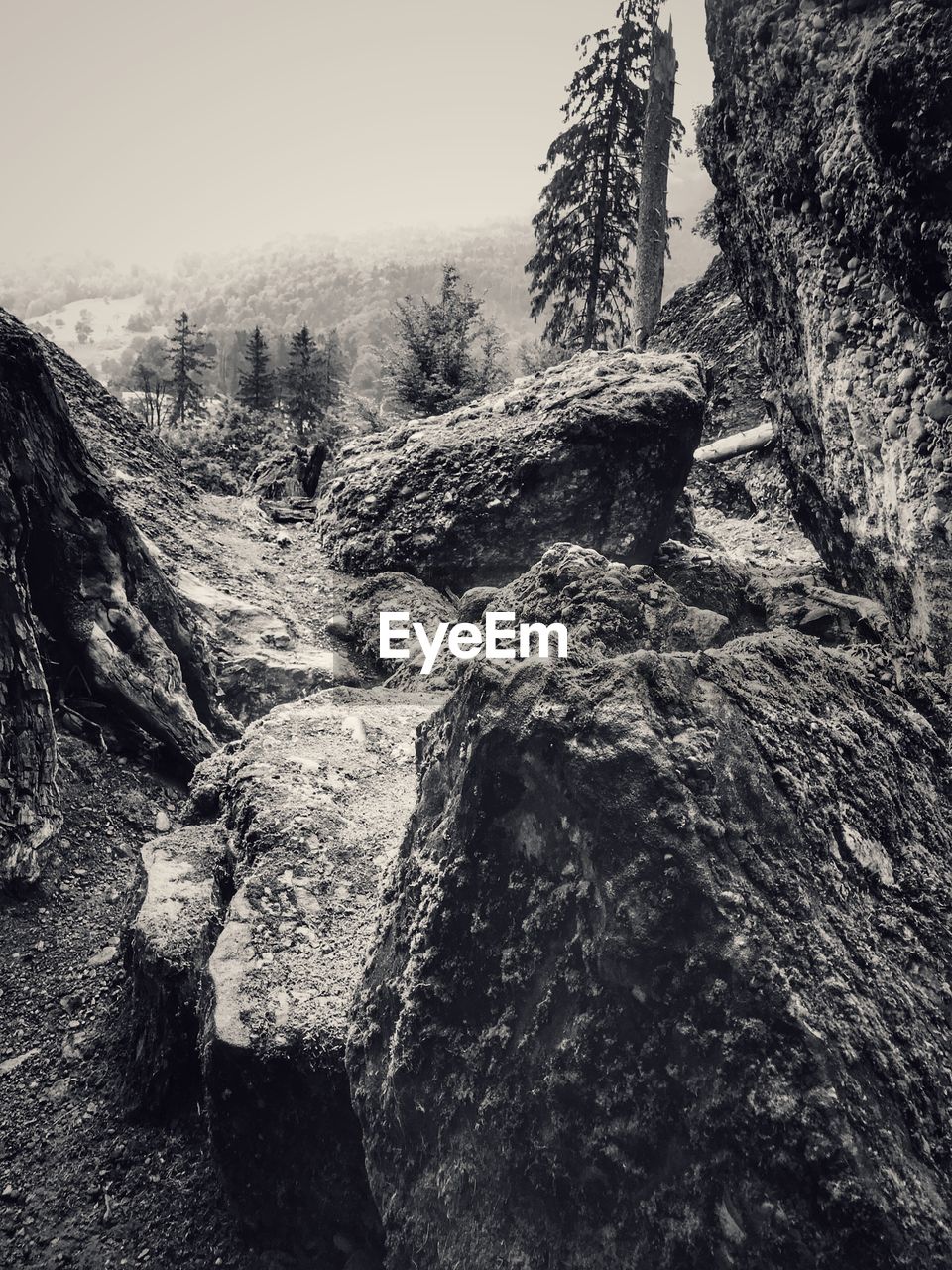 VIEW OF TREE TRUNK