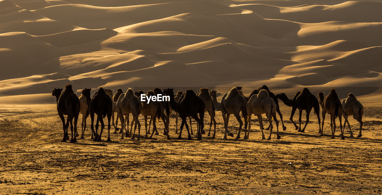 Group of camels at desert during sunset