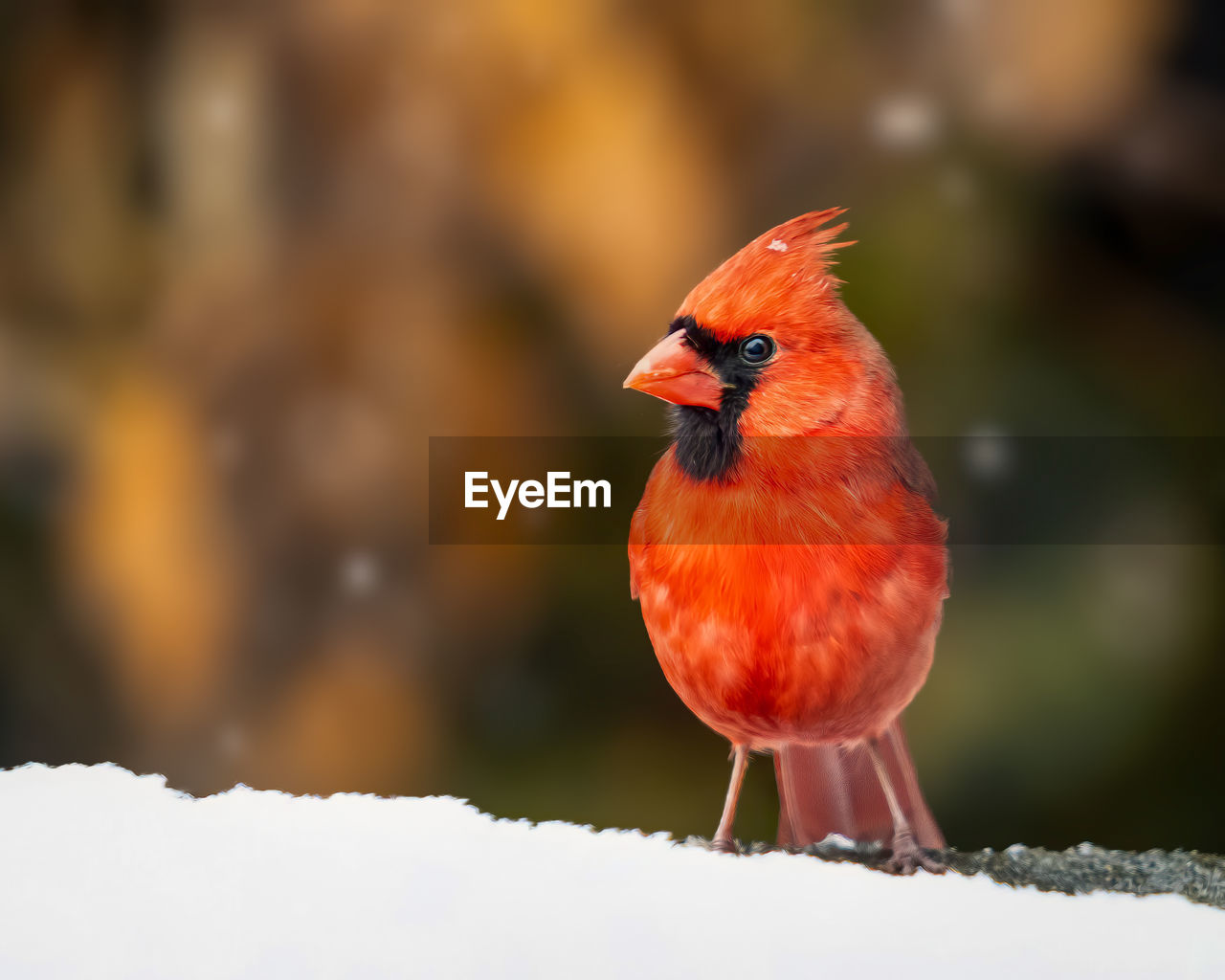 CLOSE-UP OF A BIRD PERCHING ON SNOW