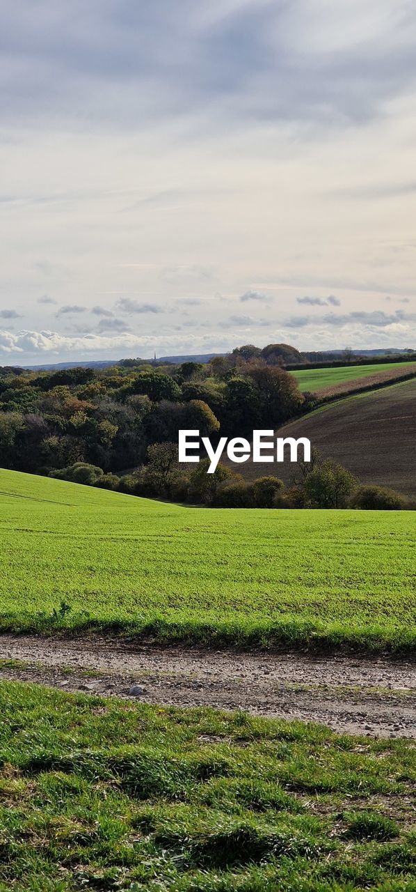 green, beauty in nature, plant, scenics - nature, land, nature, no people, water, growth, environment, day, landscape, tranquility, grass, tree, tranquil scene, outdoors, field, rural scene, high angle view, non-urban scene, sunlight, leaf, agriculture, idyllic, panoramic