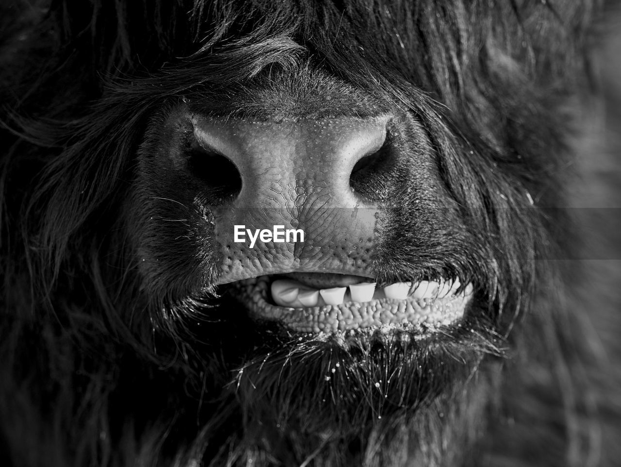 Close-up portrait of scottish highland bull