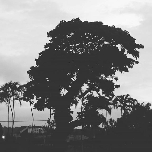 LOW ANGLE VIEW OF TREES AGAINST SKY