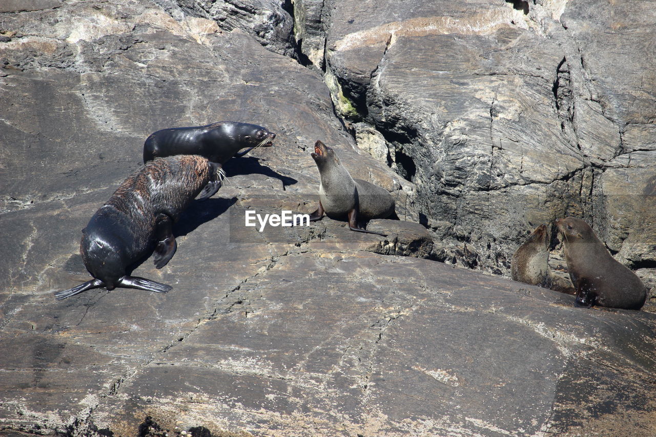 High angle view of fur seals on rock, shouting posture