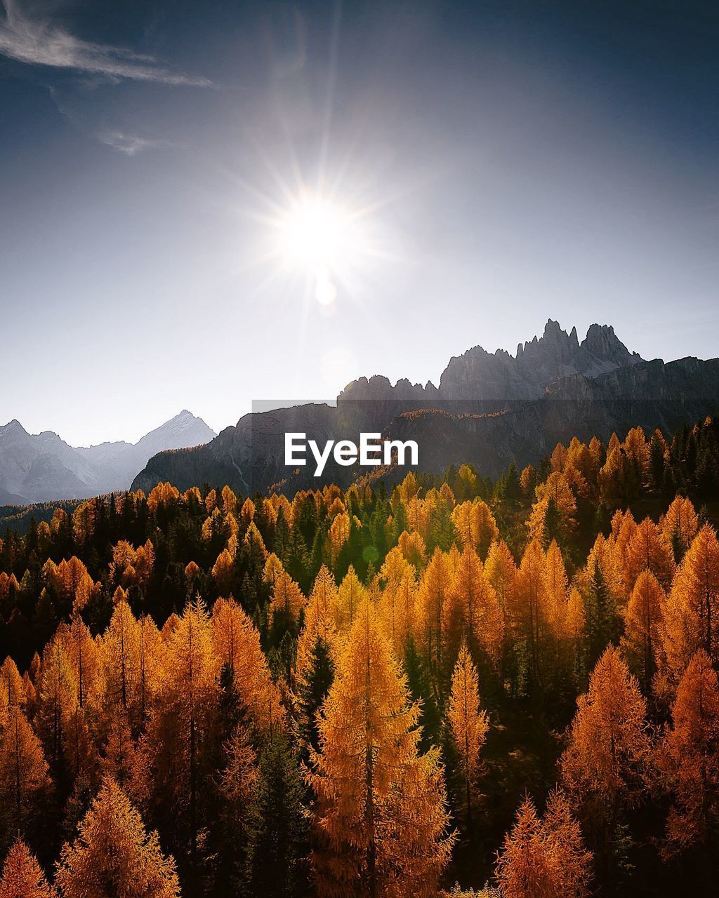 Scenic view of forest against sky during autumn