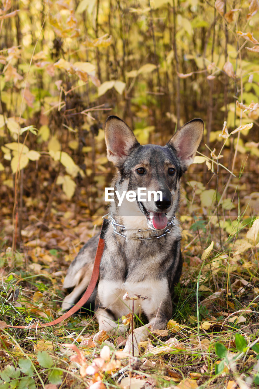 Short-haired mongrel dog is sitting on autumn grass and leaves during a walk in a park.