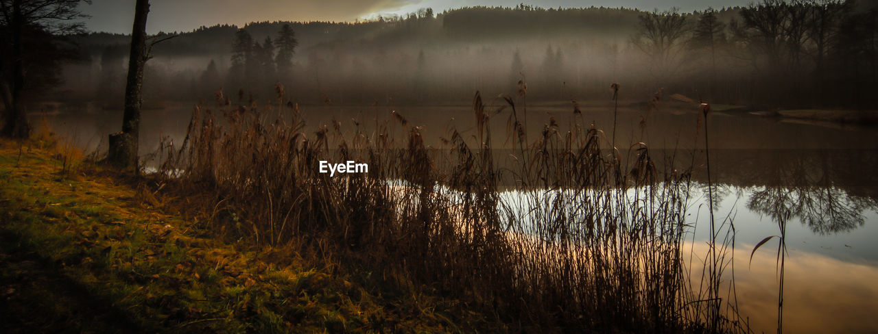 Scenic view of lake in forest