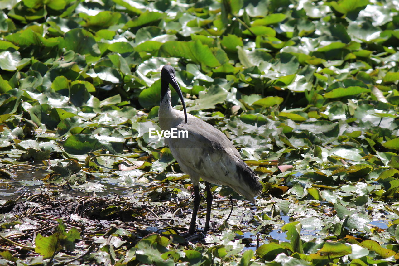 High angle view of australian white ibis perching by pond