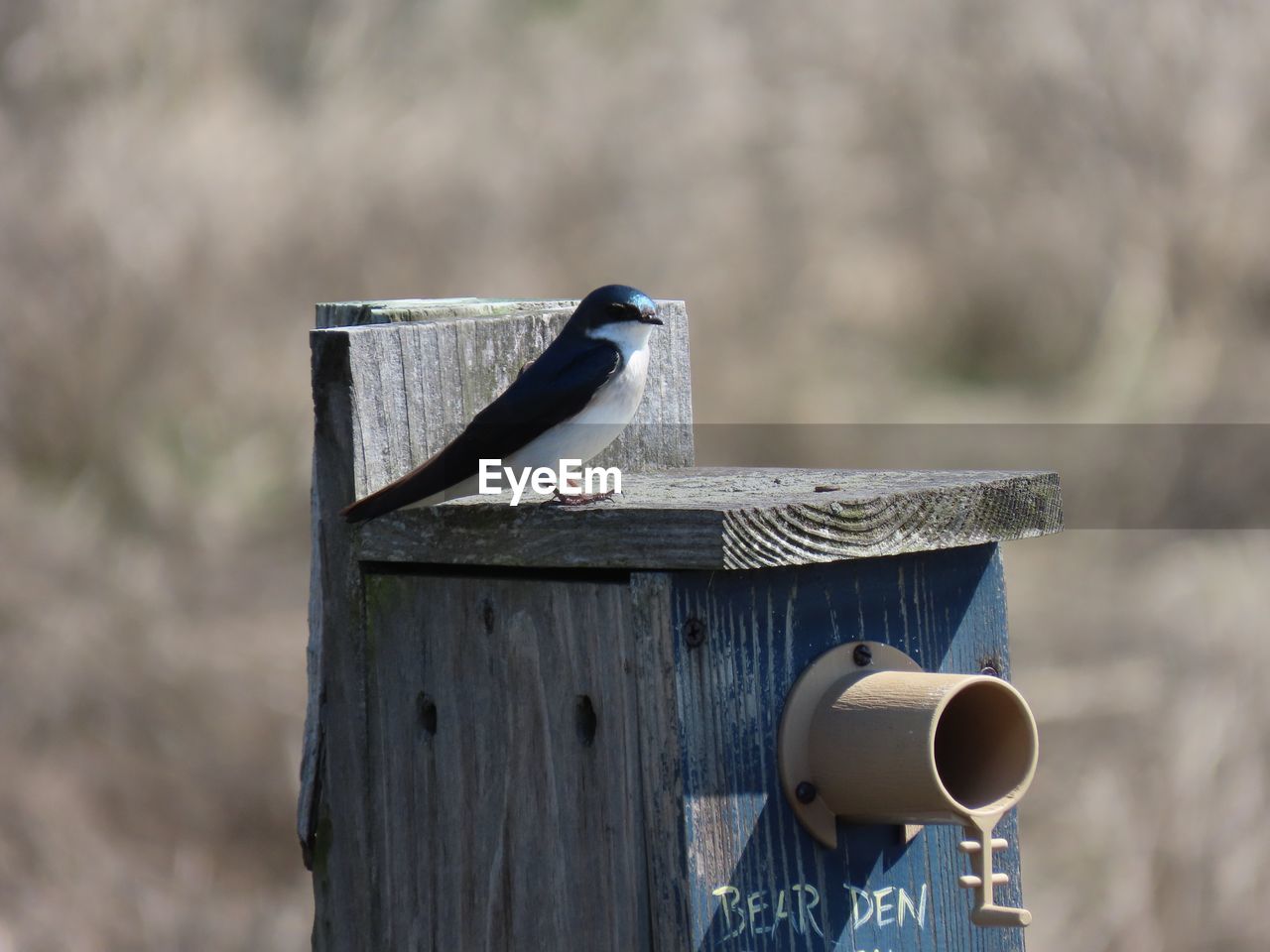 SEAGULL PERCHING ON WOODEN POST