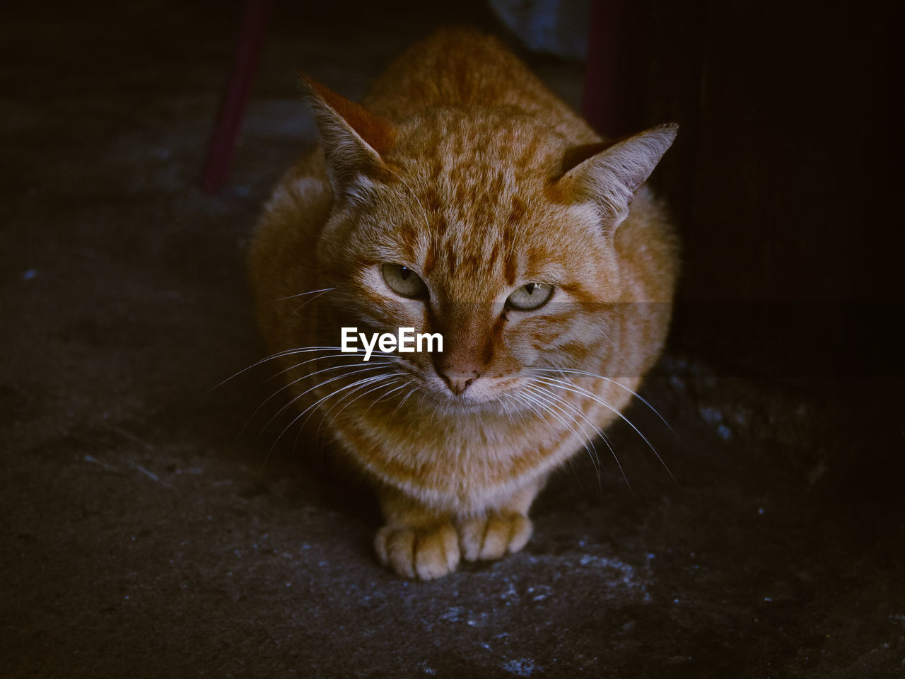 CLOSE-UP PORTRAIT OF A CAT ON FLOOR