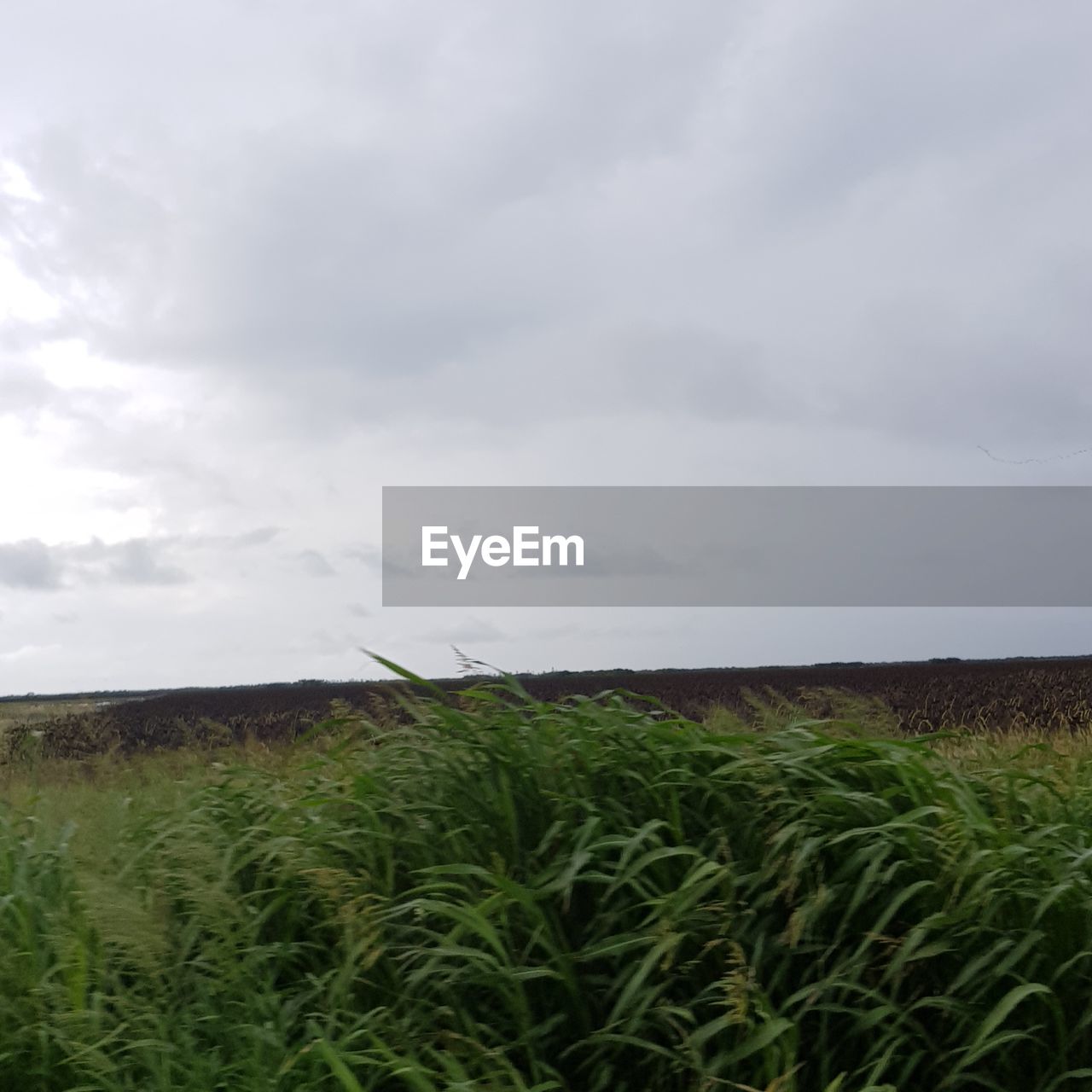 CROPS GROWING ON FIELD AGAINST SKY