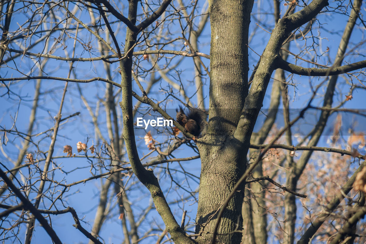 Low angle view of squirrel on bare tree against sky