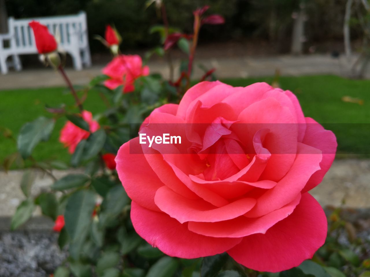 CLOSE-UP OF PINK ROSE WITH RED ROSES