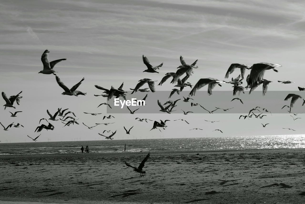 Birds flying over beach against sky