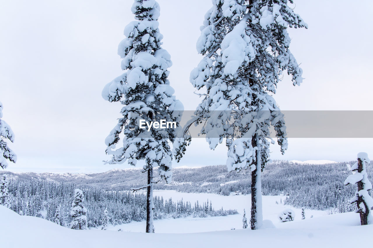 SNOW COVERED LAND AND TREES AGAINST SKY
