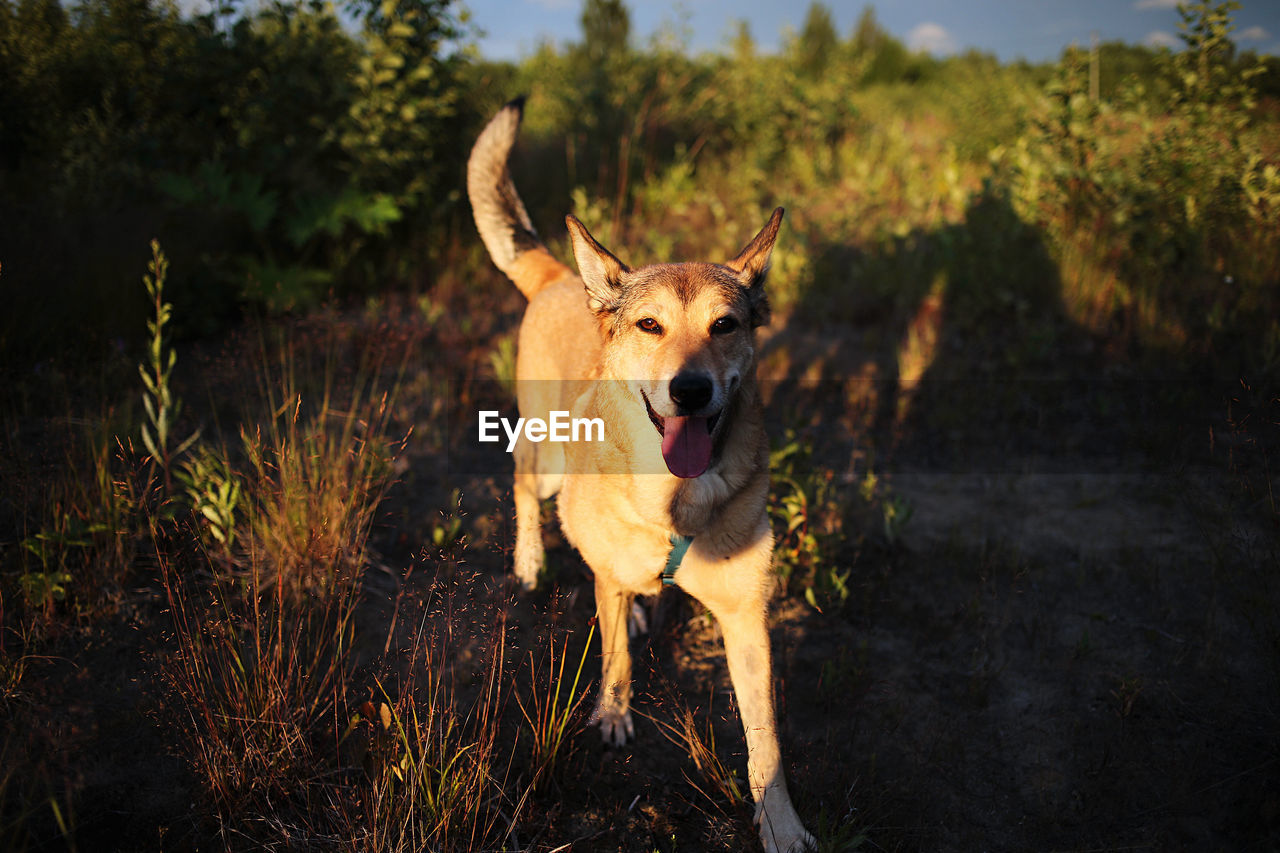 PORTRAIT OF A DOG IN THE FOREST