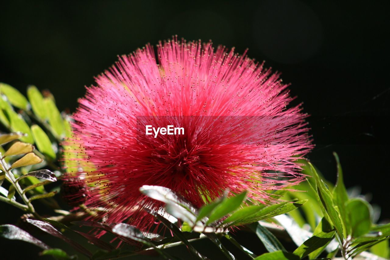 CLOSE-UP OF PINK FLOWERING PLANTS