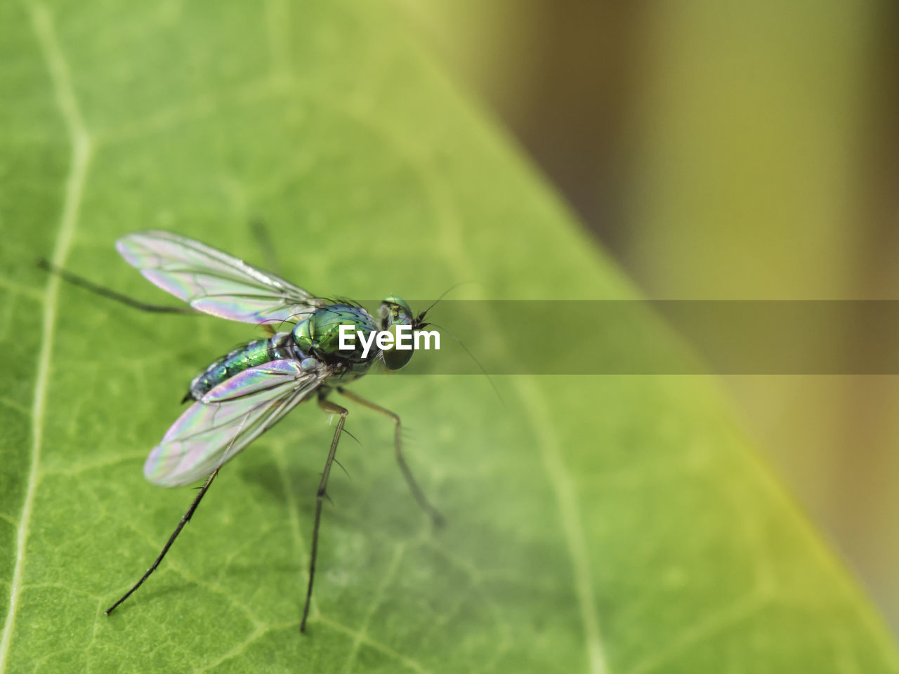 INSECT ON LEAF